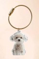 bichonfrise.jpg