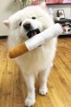 samoyed.jpg