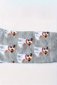 jack russell3.jpg