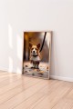 corgi3.jpg